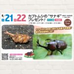 【2025年6月21日(土)・22日(日)】カブトムシの“サナギ”プレゼント！