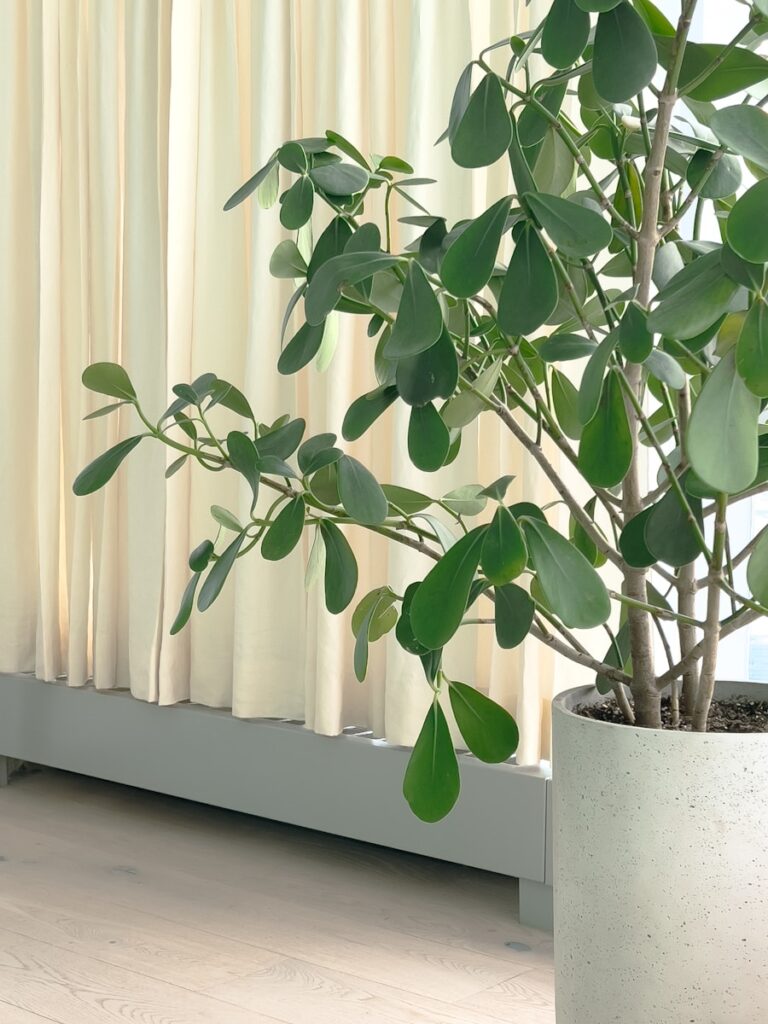 a potted plant in front of a window
