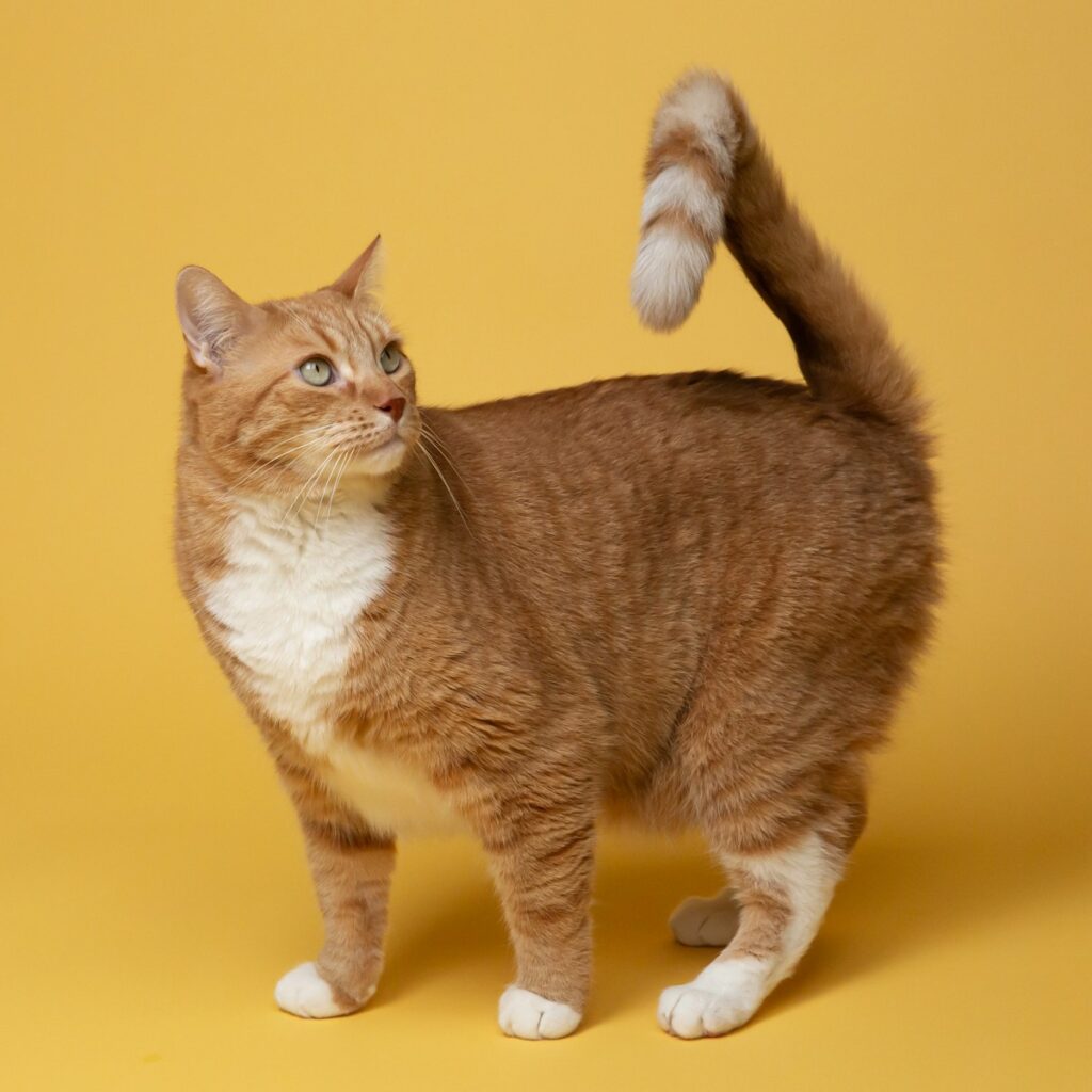 orange tabby cat on yellow surface